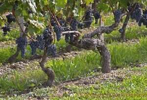 美国种植面积最多的十个葡萄品种