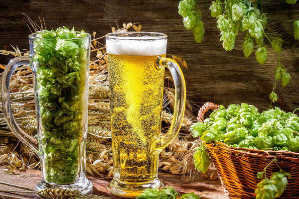 啤酒花是什么东西含酒精吗，绿色松果状果穗不含酒精能抑菌防腐
