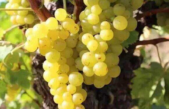 全球最香的葡萄品种麝香葡萄，酿造的麝香葡萄酒也是最醇香的