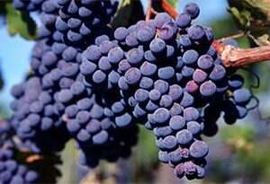 【葡萄酒知识】常见的四种酿酒葡萄