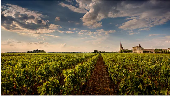法国波尔多葡萄酒闻名遐迩，混合酿造取长补短以求完美风味