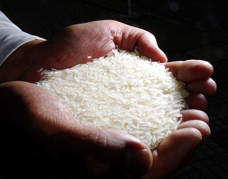 中国大米的重要产区，黑龙江省这4种知名大米，都是优质好米