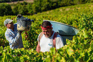 黑色酿酒葡萄品种-黑山共和国葡萄酒产区详情