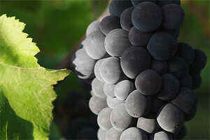 意大利六大本土红葡萄品种介绍,意大利六大本土红葡萄品种