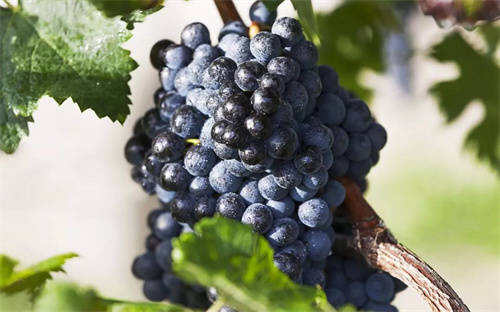 适量喝红葡萄酒对预防乳腺的帮助_乳腺疾病能喝葡萄酒吗