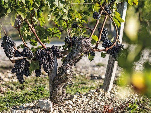 酿制葡萄酒的典型葡萄品种-酿制葡萄酒的典型葡萄品种有哪些