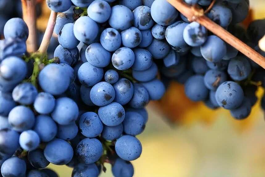 「法庄」勃艮第桃红起泡酒的葡萄品种