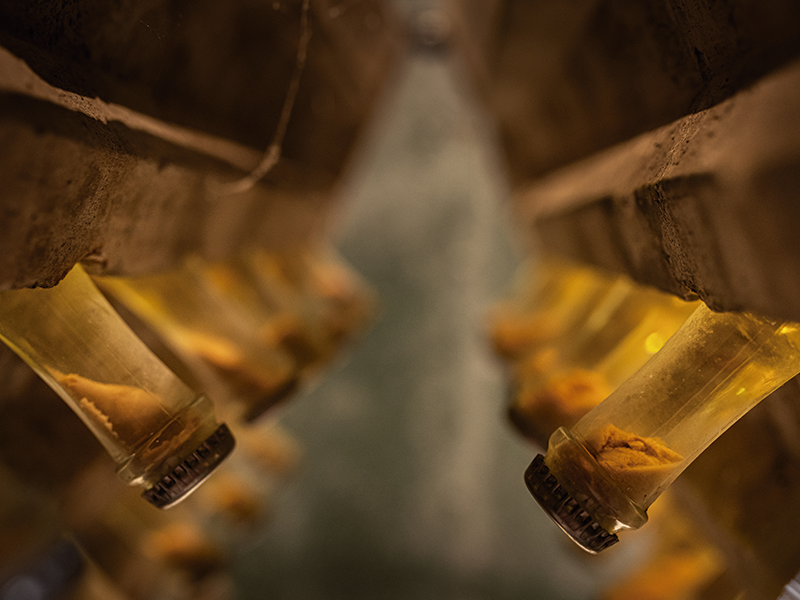 卡瓦酿造商对静止葡萄酒的探索