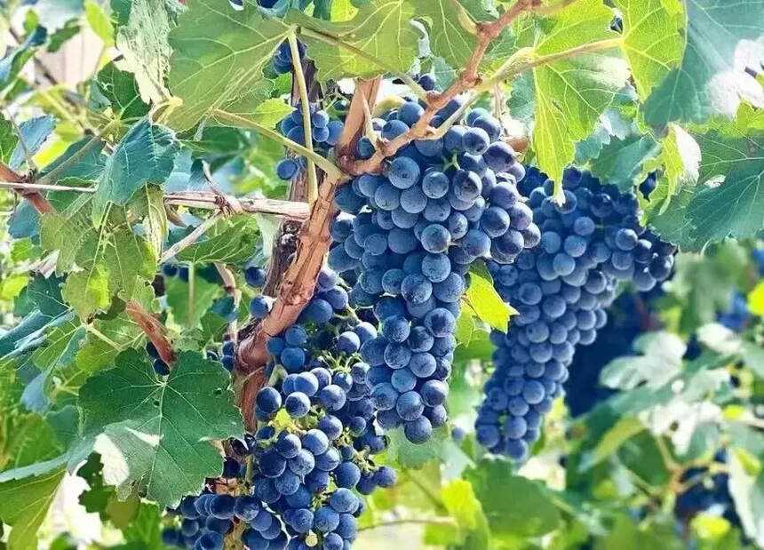 葡萄酒品种知识：马瑟兰（Marselan）葡萄品种