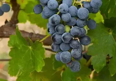 葡萄酒品种知识：马瑟兰（Marselan）葡萄品种