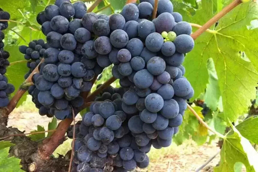 酿葡萄酒的葡萄品种有哪些？详解全世界最流行的 24 大葡萄品种