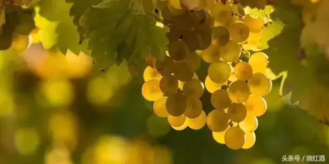 白葡萄酒之王——雷司令葡萄品种有什么特征