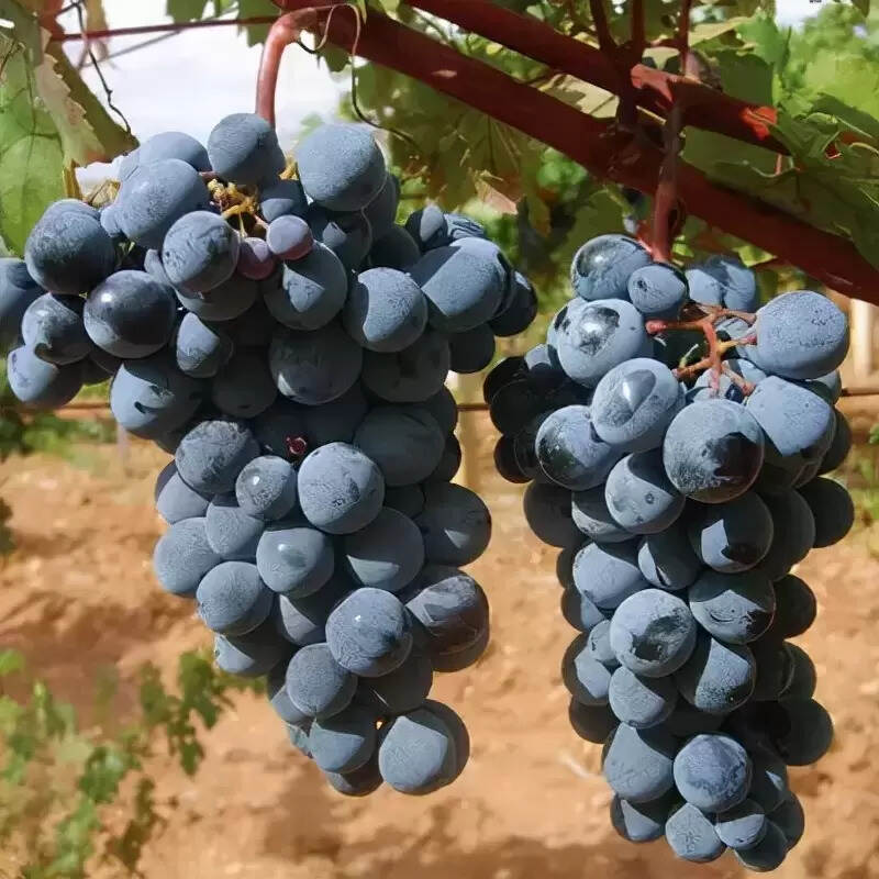 葡萄品种排名前十的红酒（红酒排名）