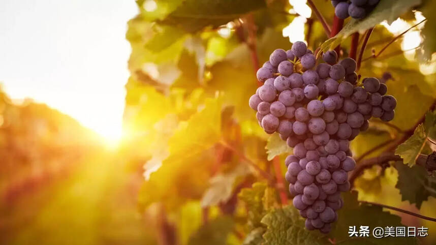 五种简单有效的方法帮你鉴别葡萄酒质量