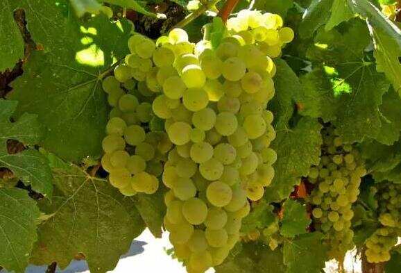 霞多丽葡萄品种特点