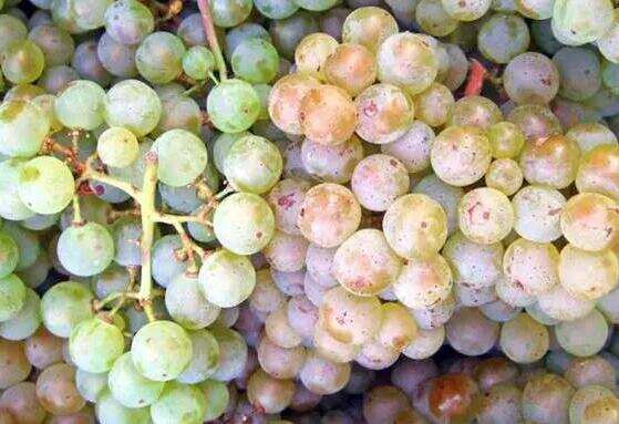 灰皮诺葡萄品种特点