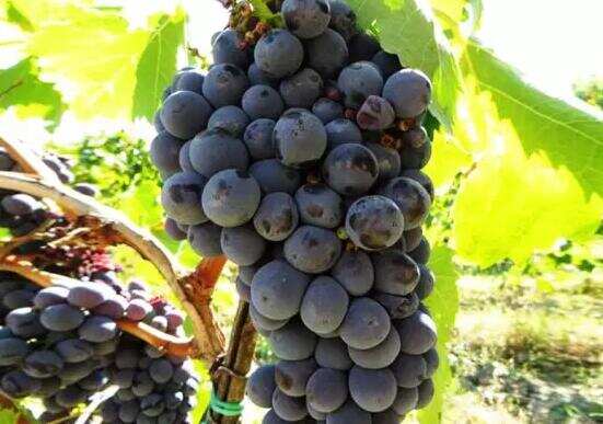 基安帝的葡萄品种