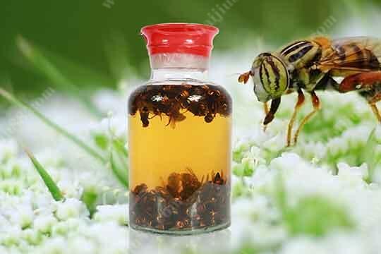 虎头蜂酒有哪些功效与作用？