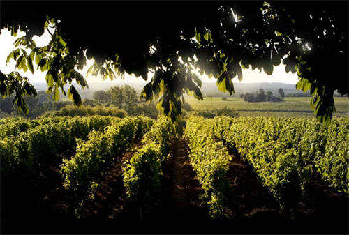 加州纳帕谷的红酒「搞懂加州纳帕谷葡萄酒」