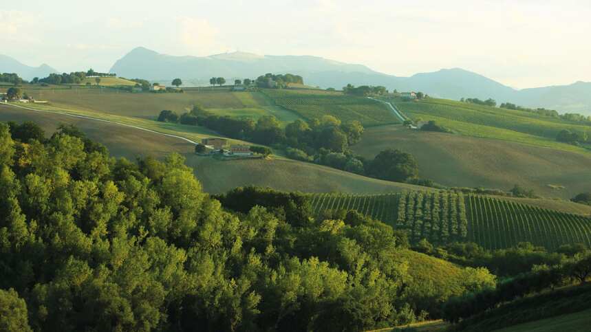 优雅、脆爽！速览意大利中部的经典白葡萄酒