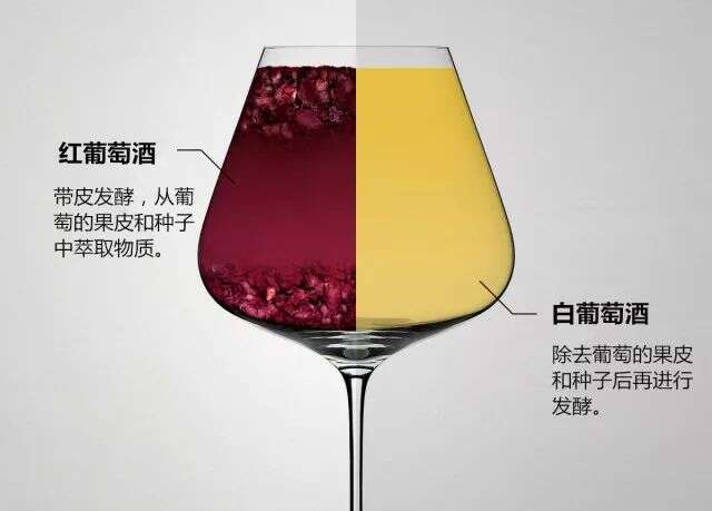 解惑丨同为葡萄酒，为何会有红白之分？