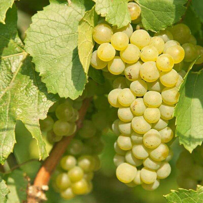 进阶必备丨酿造葡萄酒的主要葡萄品种有哪些？