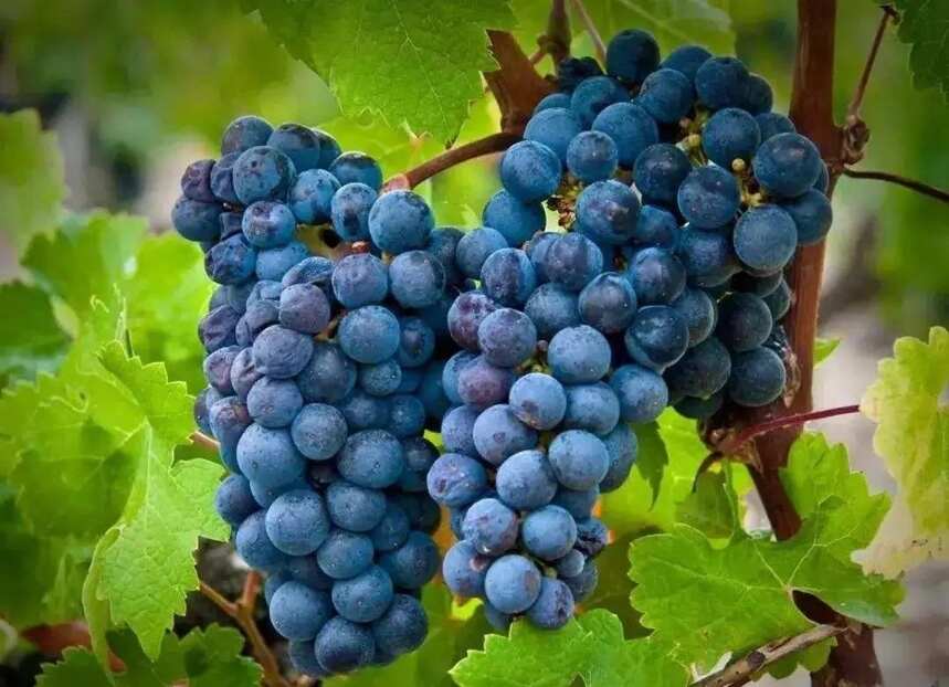 进阶必备丨酿造葡萄酒的主要葡萄品种有哪些？