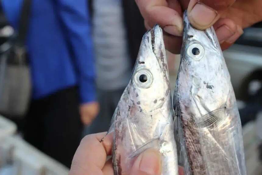 带鱼有“黄眼睛”和“黑眼睛”的区别，口感差别大，学会挑选再买