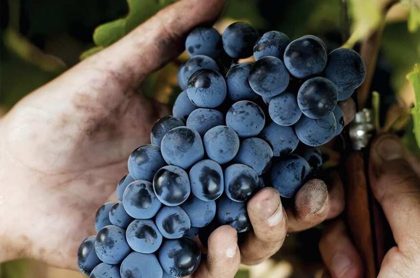 4个新星葡萄酒产区，智利带来的惊喜总是让人兴奋
