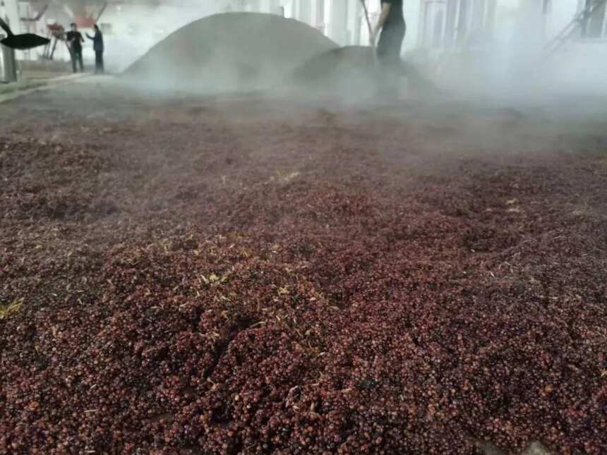 茅台镇酒厂有一份苦差，叫今天“耖沙”啦！不是“造沙”！