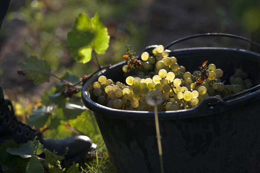 阿尔萨斯：法国的宝藏葡萄酒产区