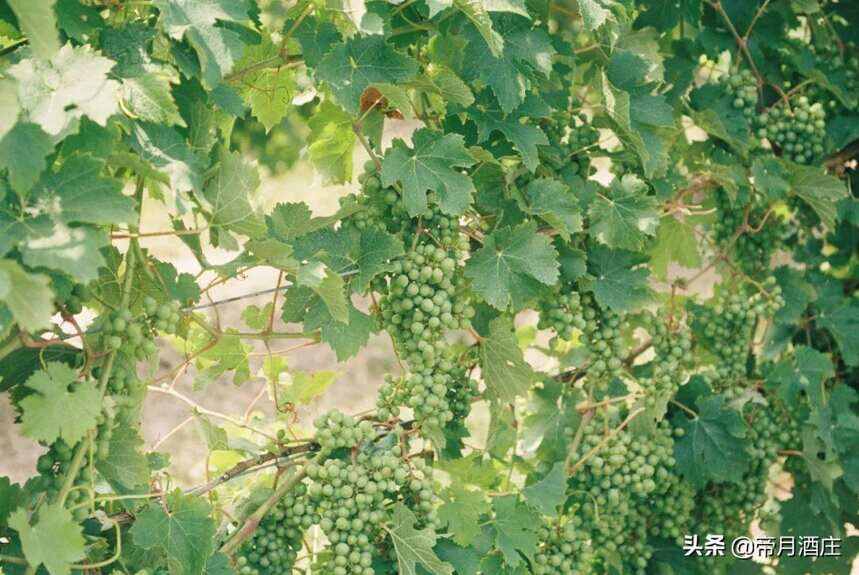 十年树木百年树人：一颗葡萄到一瓶好酒的距离