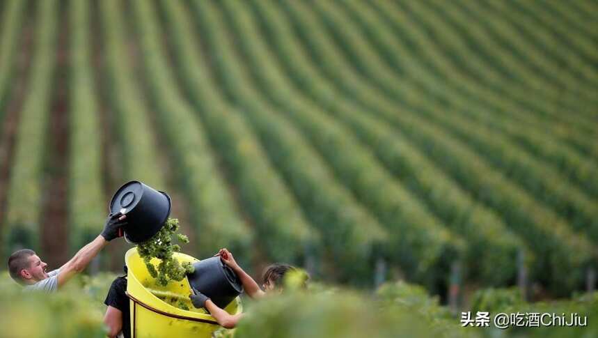 国内的法国葡萄酒，为什么主要来自“波尔多”？