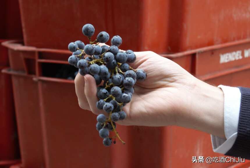 中国人喝最多的红酒，为什么是赤霞珠红酒？