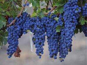几种常见酿酒葡萄品种的成熟时间