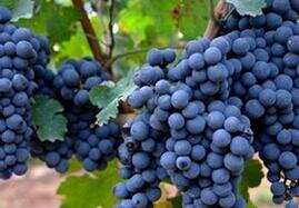 可以用来自酿的葡萄品种介绍