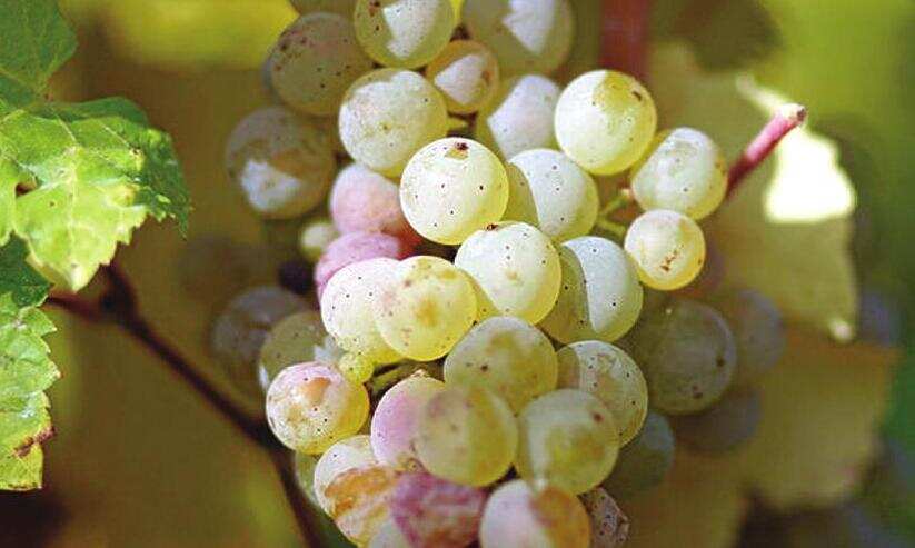 白葡萄酒是由哪些葡萄酿出来的？