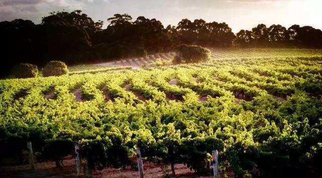 新世界的佼佼者——澳大利亚葡萄酒知识