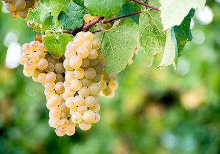 白葡萄酒是由哪些葡萄酿出来的？