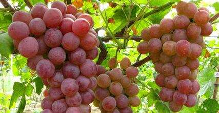 常见葡萄品种的出酒率