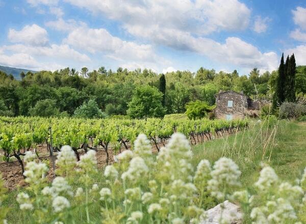 了解法国葡萄酒产区的不同风格