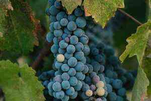 意大利本土葡萄品种有哪些