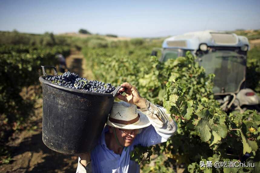意大利红酒，为何在中国不如法国红酒受追捧？| 吃酒ChiJiu