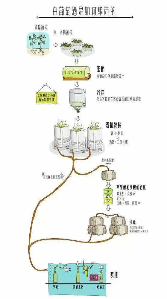 葡萄酒是怎样酿成的？一张图看懂全流程~
