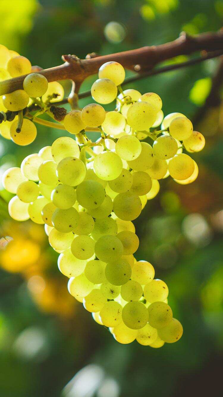 大美酒世界 | 白葡萄酒界的高岭之花，只能是勃艮第夏布利