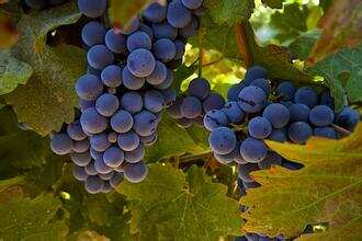 常见葡萄品种的出酒率