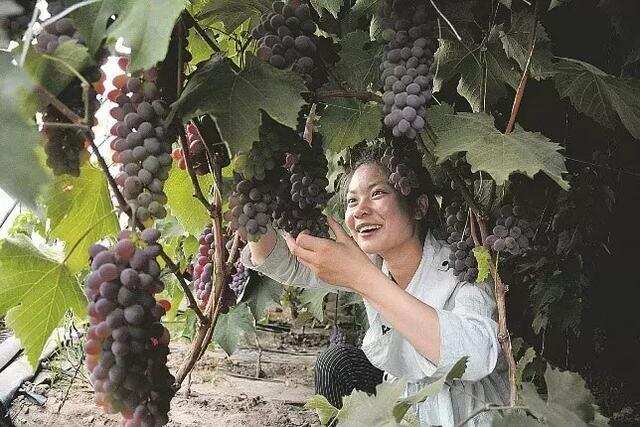 盘点：12种热门葡萄品种的市场前景！