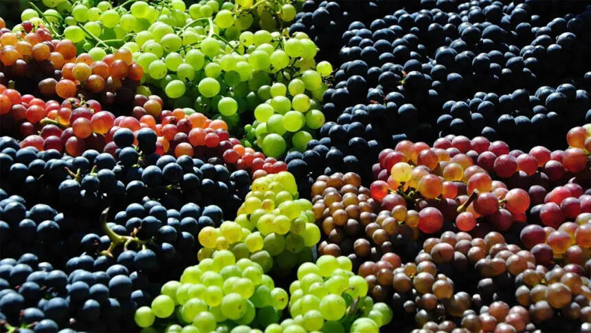 什么是葡萄酒的“复杂度”？