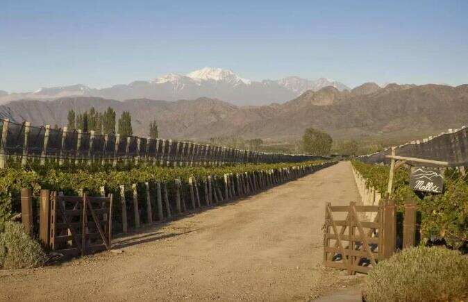 安第斯台阶酒庄 Terrazas de los Andes