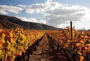 智利葡萄酒产区 - 酿酒师的天堂！
